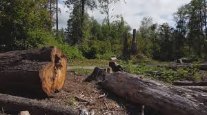How Our Tree Care Process Works  in  Bertram, TX