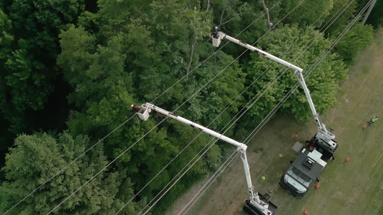 Best Storm Damage Tree Cleanup  in Bertram, TX