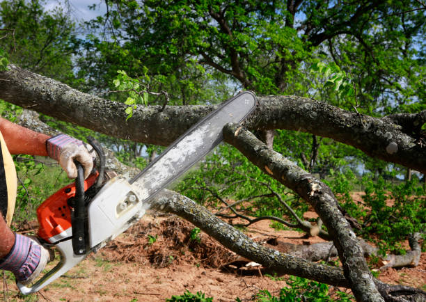 Best Tree Maintenance Programs  in Bertram, TX